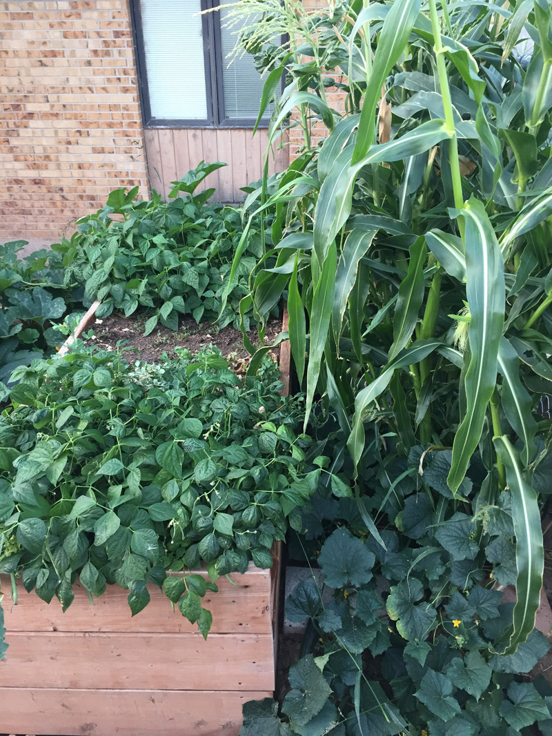 Growing Tepary Beans The Most HeatTolerant Crop in the World